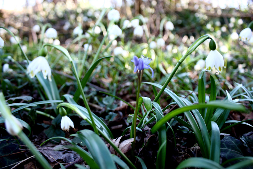 Le prime fioriture primaverili